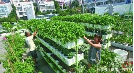 美国“屋顶农庄风”，会刮到中国吗？你们住房楼顶有吗