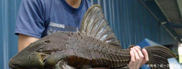 农村河里出现很多鱼，渔民高兴地捞上来一筐，看过后却欲哭无泪