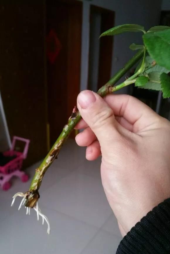  花钱买■“4种花”不用花钱买,折根枝条放水中,半个月生根,好养活的很
