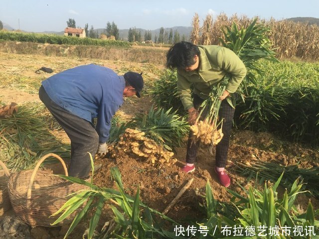 一斤批发2元以上，农民种它亩产1.2万斤，年收入4.8万元