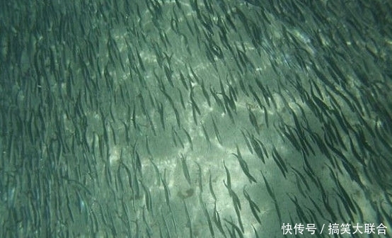 游客海边游泳被大批鱼类包围,知道真相后大吃一惊!