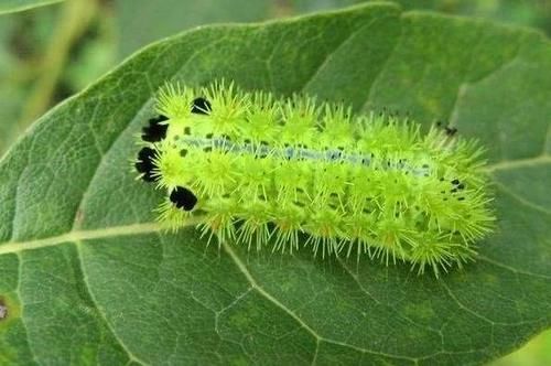  [乘凉]大树底下好乘凉，被“洋辣子”蛰伤怎么办？别慌，解药就在它身上