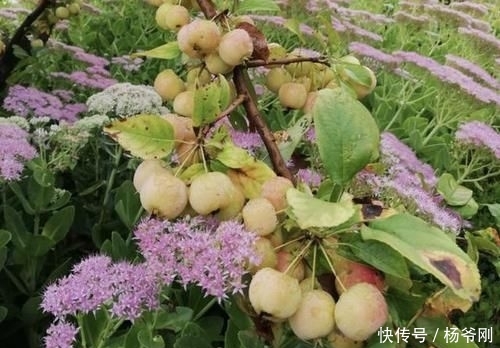  『果子』1种果树，结出的果子像“小苹果”，颜色奇特，小时候会去摘！
