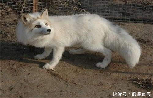 养殖什么能赚钱，这4种“动物”不会让你失望，且成本低容易养活