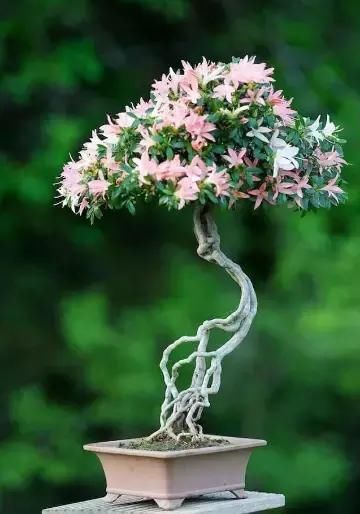 盆景展 ,美美美 !