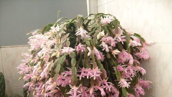  『花儿』养蟹爪兰，注意这一点，新叶蹭蹭长，花苞不停冒，花儿开成团