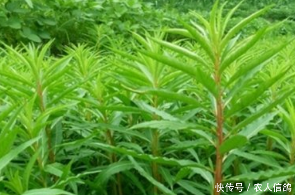  解酒：一野草引农民厌烦，繁殖能力强悍，老农：对解酒有效果