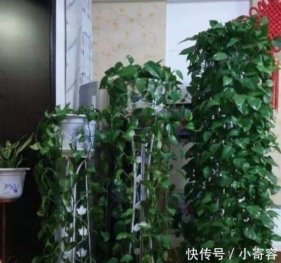  『三角梅』这4种爱“吃醋”的植物，1个月浇1斤醋，叶片油绿，还疯长不止