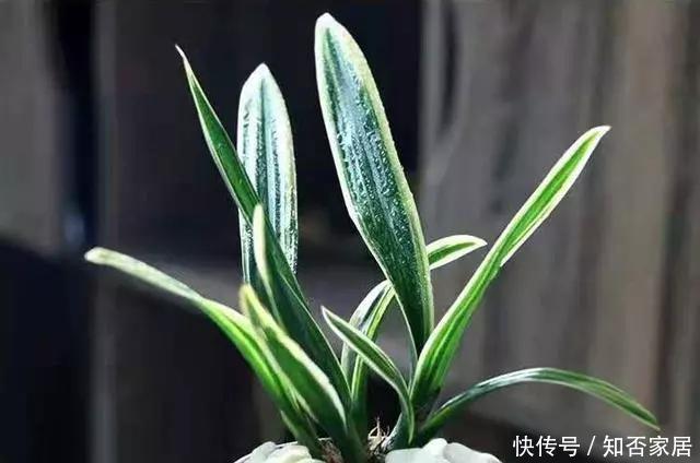  倾心|红神荷，艳而不俗，美到让你倾心的兰花，家庭养兰一定要养一盆