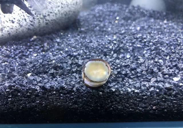  『青苔鼠』鱼缸里除藻强力的工具螺，都这么多坏毛病吗