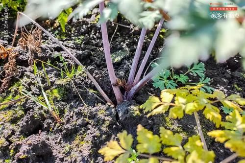 甘肃的这座小城，景色媲美九寨沟，却隐匿了上千年！