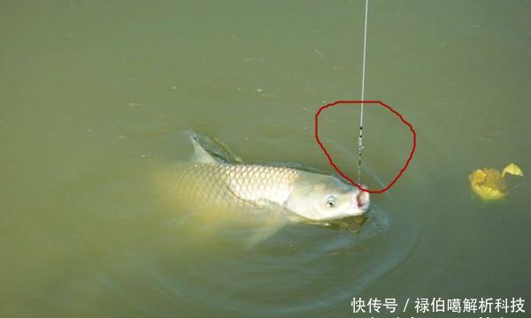 『子线』子线选择中的那些学问,科学选择子线,中鱼率飙升好几倍!