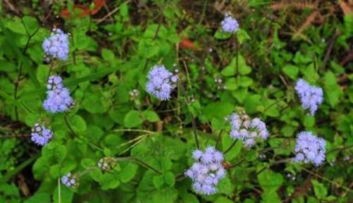  扦插：林中1种“紫花草”，花开清新可爱，折1枝条带回家，能做小巧盆栽