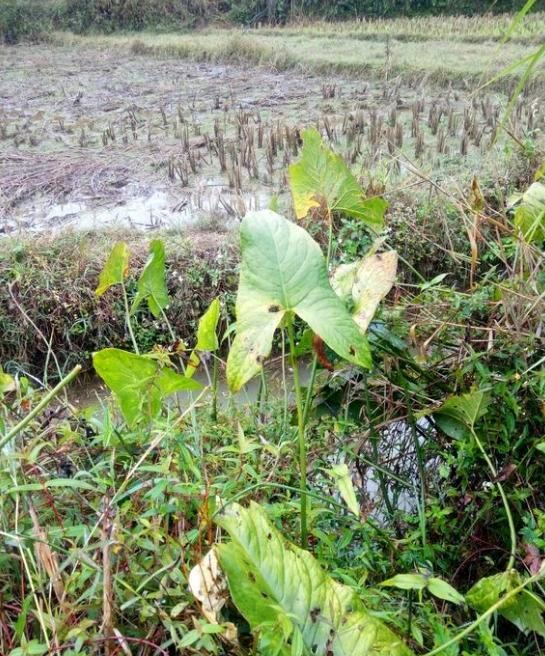农村这野草俗称“刺死你”，蛇见了掉头就跑，却是治胃病的良药