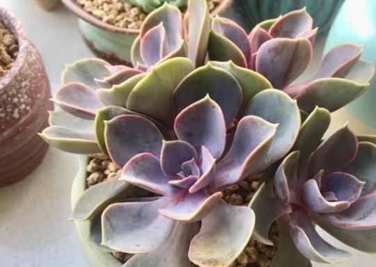 经验|夏季浇花经验分享篇:花友新入坑切记5点,盆栽多肉长得美呆了