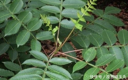 『将盐肤木』山坡下的1种“盐肤木”,高度有2米,枝叶好看、奇特,分布范围广