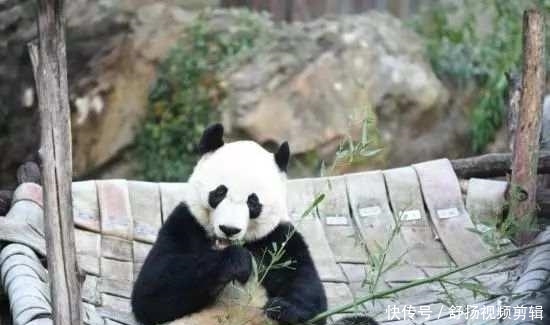 旅美大熊猫回家听不懂中文咋办?网友操碎了心