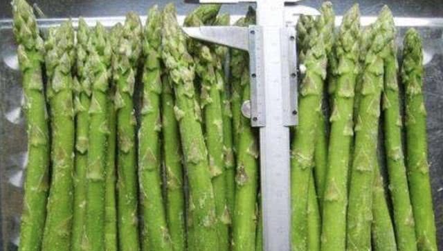 够吃：“蔬菜”当盆栽，100天繁殖“10盆”，不花1毛钱，采摘一茬，够吃