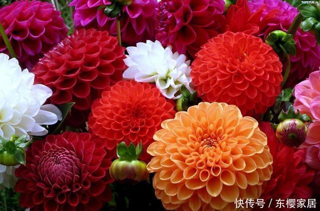  #植株#花色多彩有单色复色之分，大丽花这样养，开出拳头花