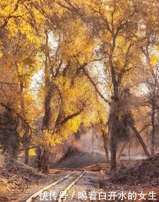 新疆醉美5大胡杨林，简直驶入童话世界，这份攻略请收下！