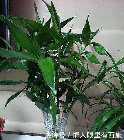 「家里」家里有养6种花,不要傻傻拿去晒太阳,一晒就出问题