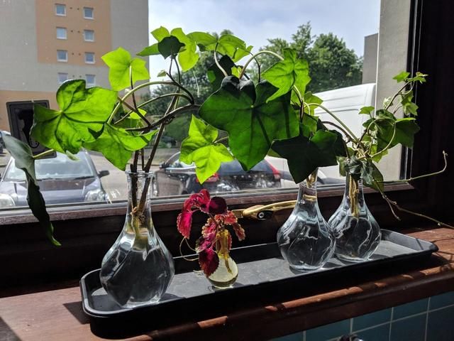  水中：常青藤的枝条剪下来之后，剪成一段段，插水中可以生根发芽