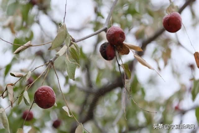  中卫@蔫在枝头，烂在地里！中卫南长滩千亩经果无人采摘，自生自