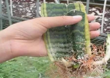  『长出』虎皮兰不用出去买，折一片叶子就能繁殖