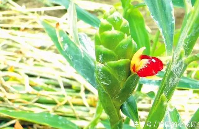  『生姜』“冬吃萝卜夏吃姜”，春天盆栽生姜做好3步，夏天看花食用两不误