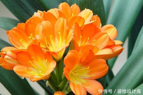 摆错■养花有门道,卧室客厅有差异,摆对了能旺人,很多人都摆错了
