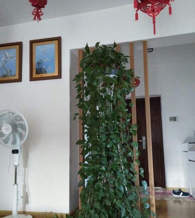  『盆子里』绿萝虽好养,但一爬就是十多米的绿萝见过吗?