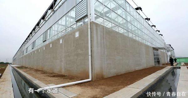 中国最恐怖工厂，竟然养了60亿只蟑螂，老外：中国人太聪明