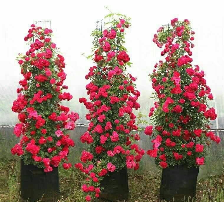  「种植」少喝2瓶酒，也要栽种此花，花开200天，埋土里就能活！