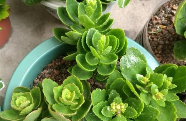  家里：给长寿花来点“补品”，花开色艳，开成大花球！
