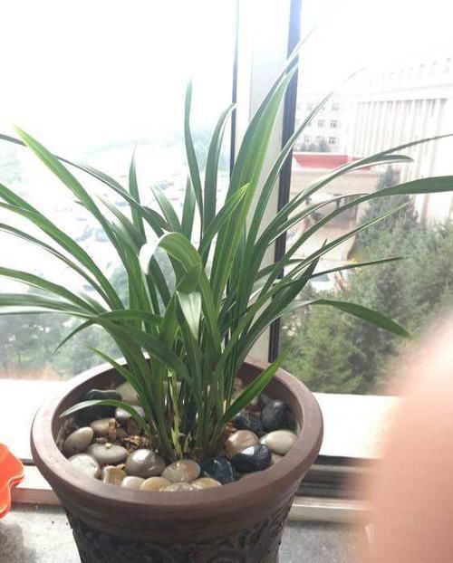 『把鹅卵石』上盆的兰花一个星期就黄叶,是正常退草还是腐烂,怪鹅卵石吗?