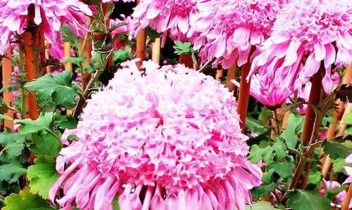  珍奇：喜欢菊花，就养盆“珍奇名菊”，似粉龙戏珠，粉嫩妖娆，艳丽多姿