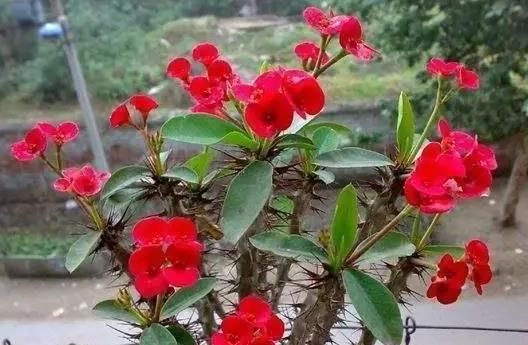 「不妨」家里不妨养这四款花，花色妖艳，花开满院飘香，花色绚丽夺目