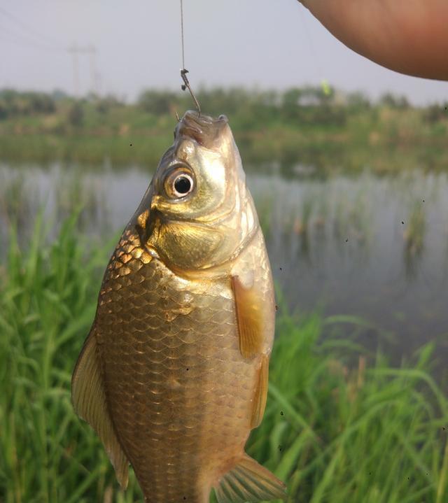  「麻雀」早晨钓鱼鱼口很好，鲫鱼虽小却过瘾