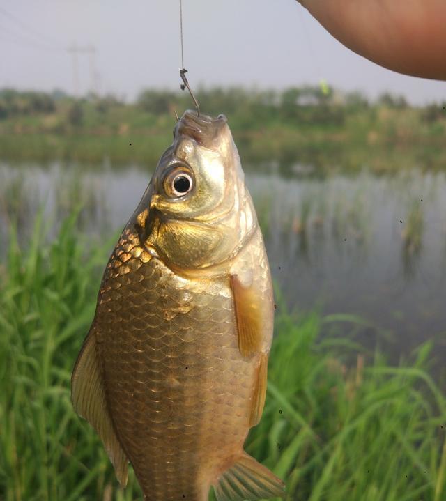 「麻雀」早晨钓鱼鱼口很好,鲫鱼虽小却过瘾