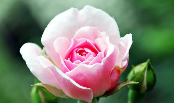  『枝条』此花被称为花中皇后，注意一些养殖事项，你也能轻松养好，更美丽