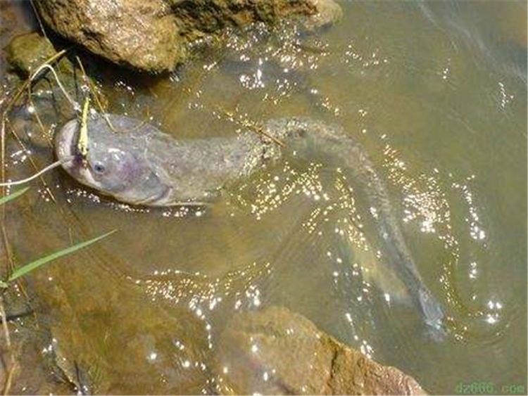  塘鲺和鲶鱼：常被误认成鲶鱼，养殖地堪称泛滥，一斤8元，农民却