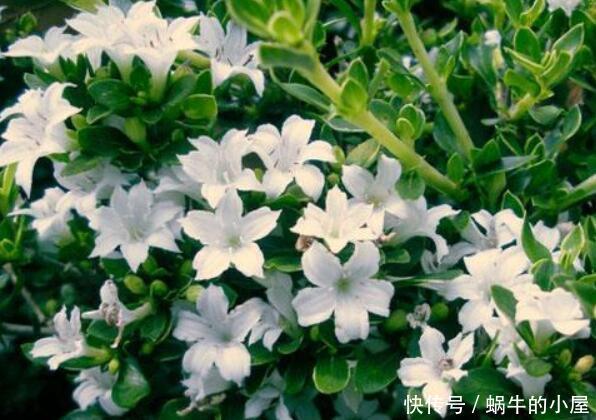 「夏季」“3种花”，夏季盆栽首选，蓬勃有生机，清清爽爽好漂亮！