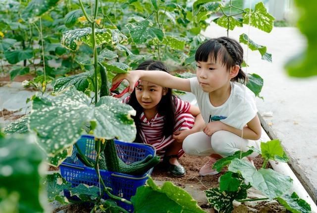  「快乐」重庆：智慧农场里的快乐假期