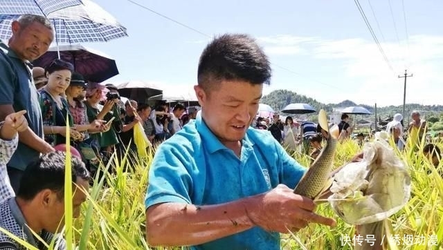  『小龙虾』在稻田和池塘里面养殖鲫鱼有什么优势？小龙虾不值钱不如养鲫鱼！