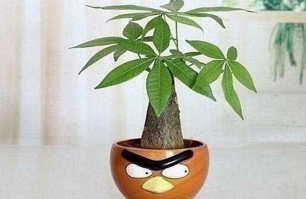  『养护』发财树寓意美好，春季养护应该注意这些