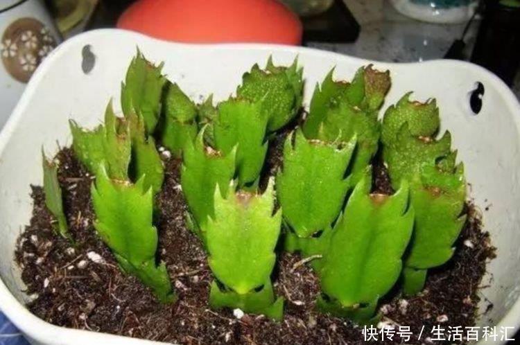  发财树@阳台养花，不妨养这4款植物，好养易爆盆，旺运又招财