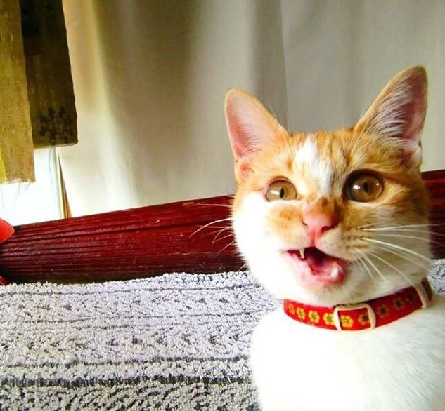  「有趣」超有趣的“变脸猫大赛”，猫看后自己都笑了……