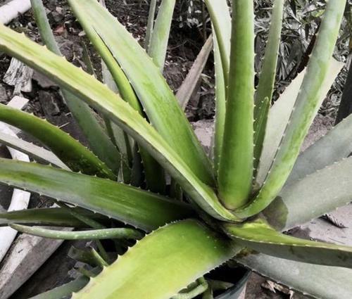  「观赏价值」室内放3种“植物”，灰尘、甲醛减少，不仅净化空气，还好看！