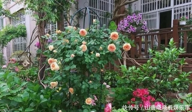 「平方」有了30平方的小院，能将日子过成了诗？简单而精致，优雅而从容！