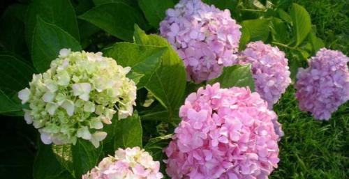  [扦插]3月，这“3种”花很适合“扦插”，生根快、易成活，当年就能开花